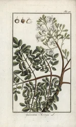 Moringa (Moringa oleifera). Litografía de "Afbeelding der Artseny-Gewassen" de Johannes Zorn (1739-1799), Países Bajos.
