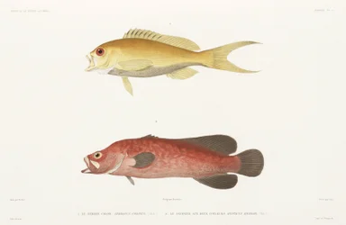 Pez jabón moteado y Anthias rubí