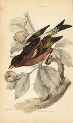Pinzón de montaña o bramante, Fringilla montifringilla.1889 (grabado)