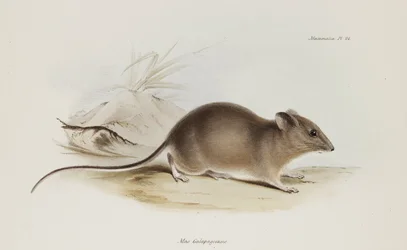 Ratón, Islas Galápagos, c 1832-1836