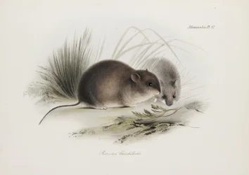 Mouse, Tierra del Fuego, South America, c 1832-1836