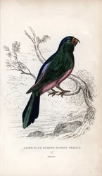 Periquito de Muller, Tanygnathus sumatranus. Psittacus cyanopygius (hembra). Litografía de Joseph Kidd, basada en un dibujo de John Audubon, en Miscellany of Natural History: Parrots, Sir Thomas DiK Lauder and Captain Thomas Brown, publicada en Edimburgo, 