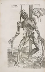 Músculos vista frontal de los músculos profundos del cuerpo humano masculino