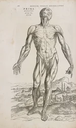 Músculos Vista frontal de los músculos superficiales del cuerpo humano masculino