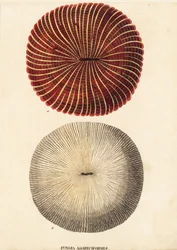 Coral hongo, Fungia fungites (Fungia agariciformis). Grabado en acero coloreado a mano de la Galería de Historia Natural de Georg Friedrich Treitschke, Naturhistorischer Bildersaal des Thierreiches, Liepzig-1842.