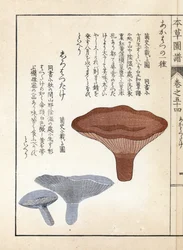 Setas: akahatsu lacatire y shirohatsudake blanco - grabado japonés de Kanen Iwasaki (1786-1842), de Honzo Zufu, guía ilustrativa de plantas medicinales.