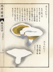 Setas: pimienta de leche - grabado japonés de Kanen Iwasaki (1786-1842), de Honzo Zufu, guía ilustrativa de plantas medicinales