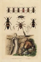 Araña trampa mygalomorfa y su nido, y escarabajos, especies de Mylabris