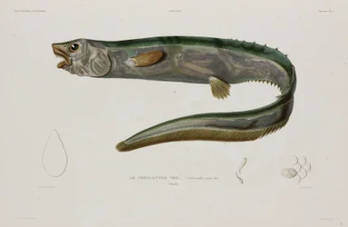 Natacanthus nasus, Islandia, principios del siglo XIX