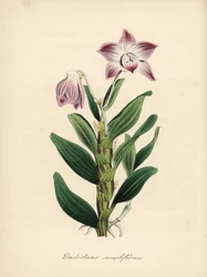 Dendrobium de tallo en collar u orquídea sekikoku, Dendrobium moniliforme. Zincografía coloreada a mano de C. Chabot dibujada por Miss M. A. Burnett de su "Plantae Utiliores: or Illustrations of Useful Plants", Whittaker, Londres.