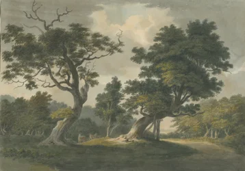 Bosque de Needwood: pintura en acuarela, nd [principios del siglo XIX]