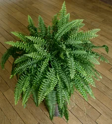 Nephrolepis exaltata, helecho en una casa