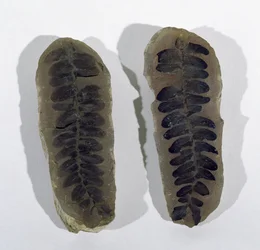 Neuropteris (fronda de helecho marino) encontrada en Coseley, Staffordshire, Período Carbonífero Superior