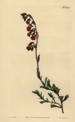 Hermannia de olor nocturno, Hermannia flammea