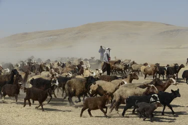 Tiendas nómadas entre Tamar y Ashkhaneh, Irán 2022 (fotografía)