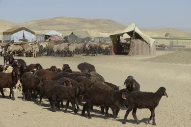 Tiendas nómadas entre Tamar y Ashkhaneh, Irán 2022 (fotografía)