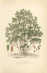 Arrayán del norte, Myrica pensylvanica