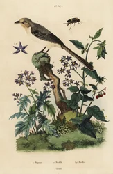 Sinsonte norteño, Mimus polyglottos orpheus 1, dulcamara, Solanum dulcamara 3, Solanum quercifolium 4, escarabajo Mordella fasciata 2