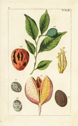 Árbol de la nuez moscada y del macis, Myristica fragrans.