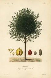 Árbol de nuez moscada, Myristica fragrans