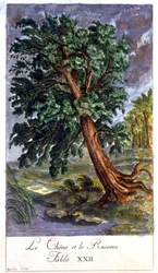 Roble y caña