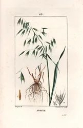 Avena cultivada o avena bizantina - Grabado de Lambert hijo, a partir de un dibujo de Pierre Jean Francois Turpin (1775-1840), extraído de La flore medicale, de Chaumeton, Poiret et Chamberet, París 1830 - Avena, Avena sativa - Grabado de Lambert hijo a pa