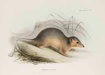 Zarigüeya, c. 1832-1836