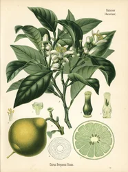 Naranja bergamota, Citrus bergamia. Cromolitografía según una ilustración botánica de Hermann Adolph Koehler