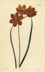 Ixia monadelfa de color naranja, Ixia monadelpha