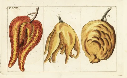 Naranjas, formas deformes y bulbosas, Citrus aurantium.