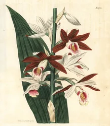 Variedad de orquídea Bifrenaria - Orquídea de los pantanos Phaius tankervilleae (Bletia de Lady Tankerville, Bletia tankervilliae). En peligro de extinción. Grabado botánico coloreado a mano de la revista Curtis