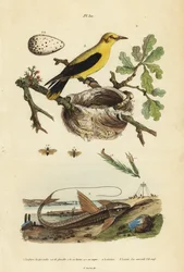 Tordo oropéndola, Gymnomystax mexicanus, nido y huevos 3, bagre acorazado de chocolate, Loricaria cataphracta 2, y mosca de sierra del pino, Neodiprion sertifer 1