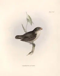 Ornitología: "Camarhynchus psittaculus o Geospize psittacin" Descripción de un paseriforme de Charles Darwin (1809-1882) observado durante su expedición a bordo del Beagle. Lámina de "La zoología del viaje del H.M.S. Beagle. Vuelo. III, Aves descritas