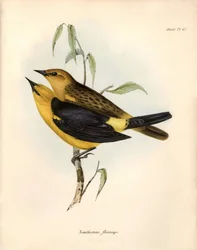 Ornitología: "Certhidea olivacea" Geospize oliva observa y describe por Charles Darwin durante su expedición a bordo del Beagle. Lámina de "La zoología del viaje del H.M.S. Beagle. Vuelo. III, Aves descritas por John Gould, con noticia de sus