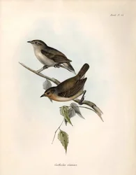 Ornitología: "Certhidea olivacea" Geospize oliva observa y describe por Charles Darwin durante su expedición a bordo del Beagle. Lámina de "La zoología del viaje del H.M.S. Beagle. Vuelo. III, Aves descritas por John Gould, con noticia de sus