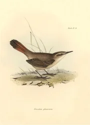 Ornitología: "Eremobius phoenicurus" descrita por Charles Darwin durante su expedición a bordo del Beagle. Lámina de "La zoología del viaje del H.M.S. Beagle. Vuelo. III, Aves descritas por John Gould, con notas de Charles Darwin sobre sus hábitos".
