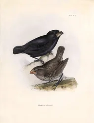 Ornitología: "Geospiza strenua o geospize" Descripción de un paseriforme de Charles Darwin (1809-1882) observado durante su expedición a bordo del Beagle. Lámina de "La zoología del viaje del H.M.S. Beagle. Vuelo. III, Aves descritas por John Gould, wi