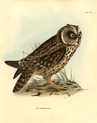 Ornitología: "Otus Galapagoensis" búho de las Galápagos descrito por Charles DarWin (1809-1882) durante su expedición a bordo del Beagle. Lámina de "Birds described by John Gould, with notice of their habits by Charles Darwin".