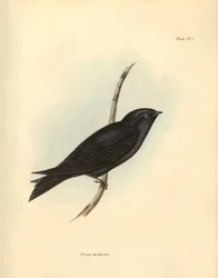 Ornitología: "Progne modestus" de la familia de las Golondrinas descrita por Charles Darwin durante su expedición a bordo del Beagle. Lámina de "The zoology of the voyage of H.M.S. Beagle. Vuelo. III, Birds described by John Gould, with notice of their hab