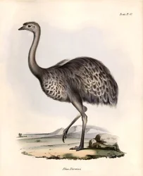 Ornitología: "Rhea Darwinii" Nandou de Darwin observa y describe por Charles Darwin durante su expedición a bordo del Beagle. Lámina de "La zoología del viaje del H.M.S. Beagle. Vuelo. III, Aves descritas por John Gould, con mención de su hábitat.