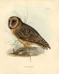 Ornitología: Lechuza "Strix punctatissima" descrita por Charles Darwin (1809-1882) durante su expedición a bordo del Beagle. Lámina de "Birds described by John Gould, with notice of their habits by Charles Darwin".