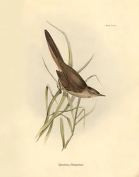 Ornitología: "Synallaxis rufogularis" descrita por Charles Darwin durante su expedición a bordo del Beagle. Lámina de "La zoología del viaje del H.M.S. Beagle. Vuelo. III, Aves descritas por John Gould, con notas de Charles Darwin sobre sus hábitos".