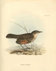 Ornitología: El "Hymenops perspicillata" de la familia de las aves descrita por Charles Darwin durante su viaje de exploración a bordo del Beagle. Lámina de "The Zoology of the voyage of H.M.S. Beagle under the command of Captain Fitzroy during the years 1