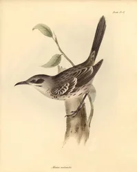 Ornitología: El "Mimus melanotis" de la familia de los burlones descrito por Charles Darwin durante su viaje de exploración a bordo del Beagle. Lámina de "The Zoology of the voyage of H.M.S. Beagle under the command of Captain Fitzroy during the years 1832