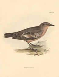 Ornitología: La "Taenioptera variegata" descrita por Charles Darwin durante su viaje de exploración a bordo del Beagle. Lámina de "The Zoology of the voyage of H.M.S. Beagle under the command of Captain Fitzroy during the years 1832 to 1836 edited and supe
