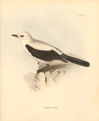 Ornitología: La "fluvicola azarea" o papamoscas descrita por Charles Darwin durante su viaje de exploración a bordo del Beagle. Lámina de "The Zoology of the voyage of H.M.S. Beagle under the command of Captain Fitzroy during the years 1832 to 1836 edited"