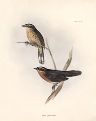 Ornitología: "Tohi (o pipilo)" Descripción de un paseriforme de Charles Darwin (1809-1882) observado durante su expedición a bordo del Beagle. Lámina de "La zoología del viaje del H.M.S. Beagle. Vuelo. III, Birds described by John Gould, with notice of