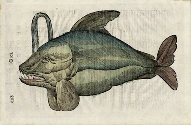 Orque (representación monstruosa de la orca o epaulard) en "Ulyssis Aldrouandi.... De piscibus libri V et de cetis lib. vnus/Ioannes Cornelius Vteruerius... collegit; Marc. Antonius Bernia in lucem restituit... ", trata de la historia natural de Uliss
