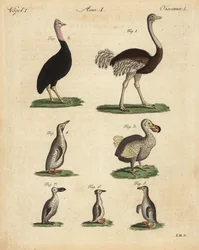 Avestruz, Struthio camelus, casuario, Struthio casuarius, dodo extinto, Raphus cucullatus, y especies de pingüino