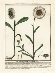Margarita de ojo de buey, Leucanthemum vulgare.